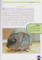 Preview: Leben mit Chinchillas